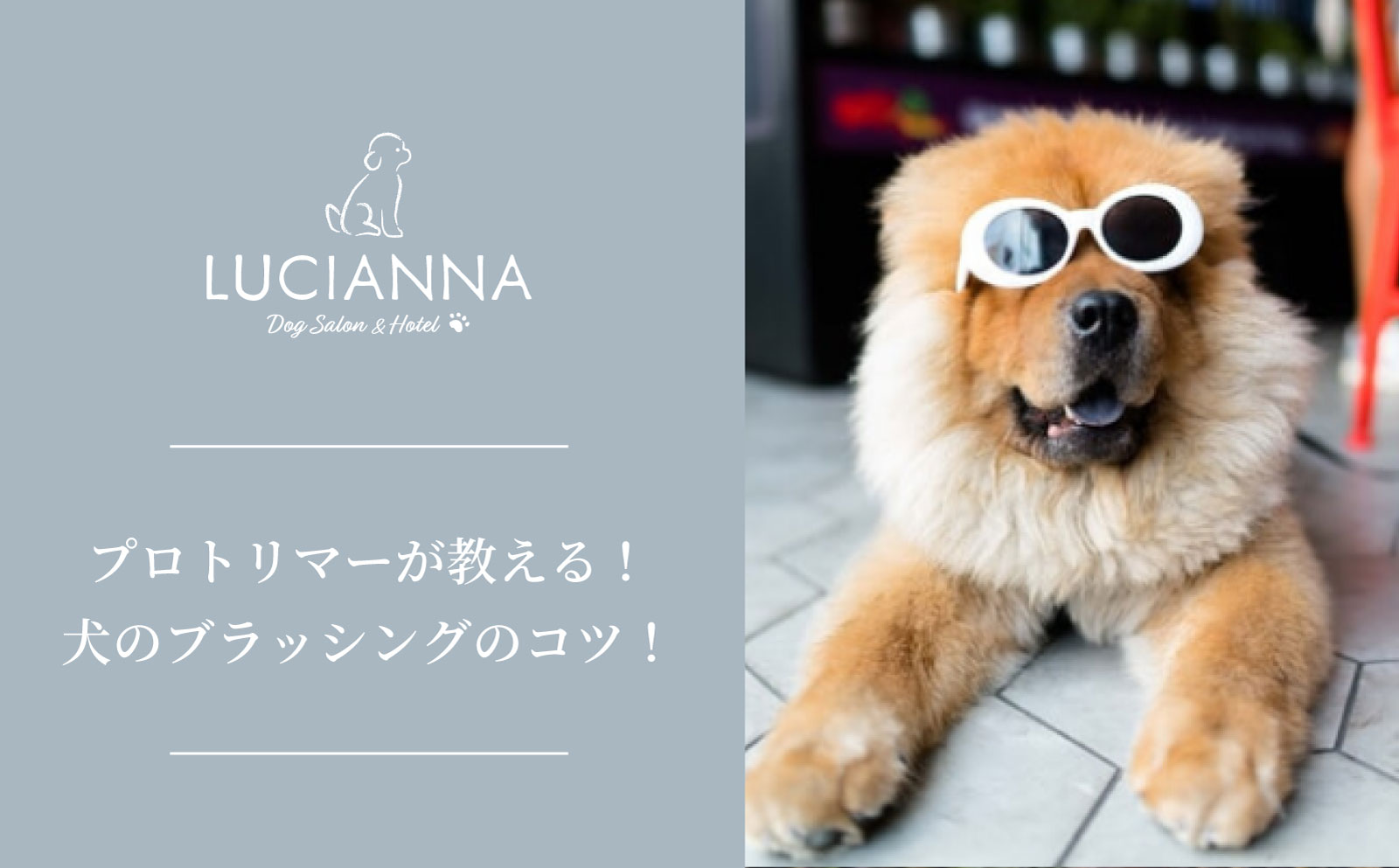 プロトリマーが教える！犬のブラッシングのコツ！