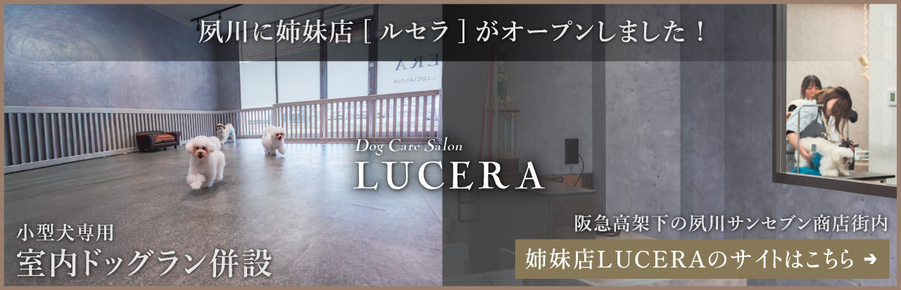 姉妹店のLUCERA(ルセラ)がオープンした告知バナー